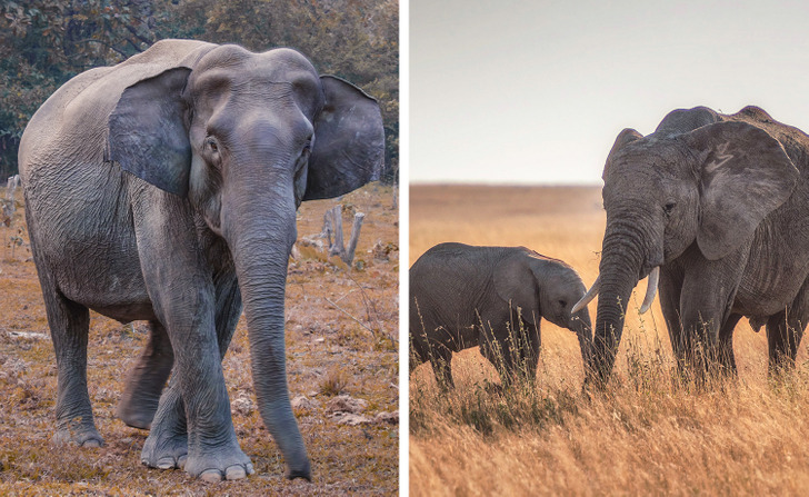 Gajah hamil berapa lama